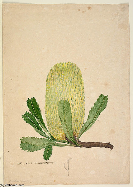 Banksia Serrata — John William Lewin
