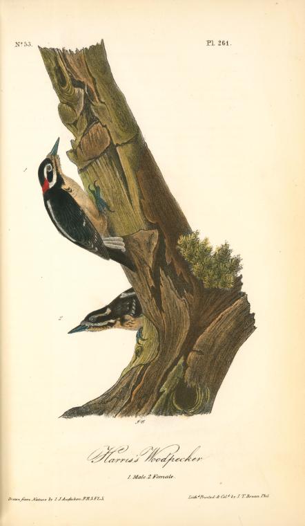 Harris's Woodpecker. 1. Male. 2. Female — John James Audubon