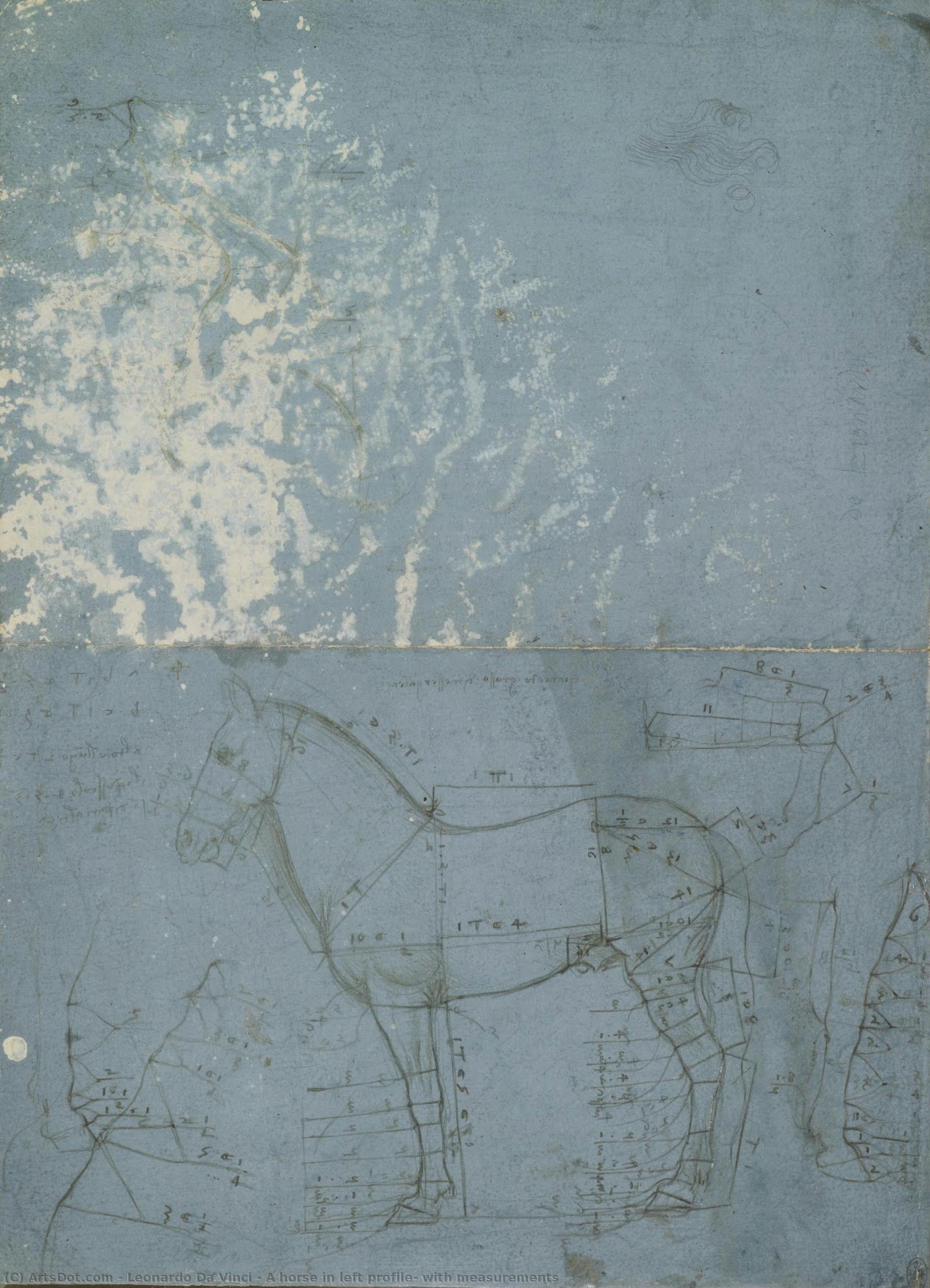 A Horse In Left Profile, With Measurements — Leonardo Da Vinci