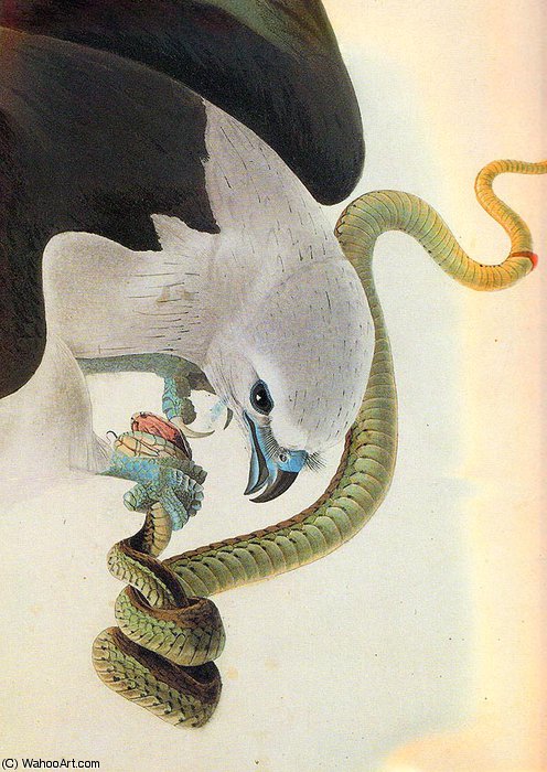 American Swallow-tailed Kite — John James Audubon