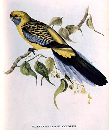 Platycercus Flaveolus — Иоанн Гуль