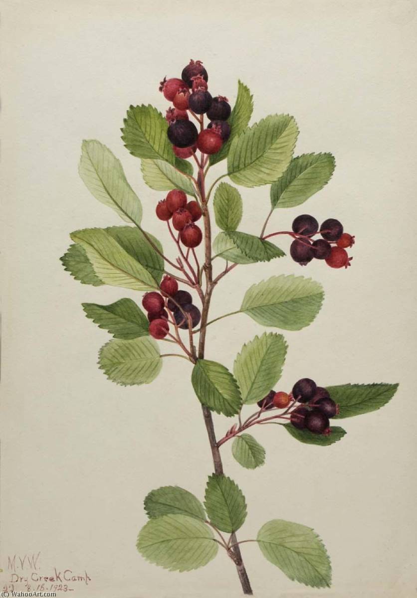 Saskatoon (amelanchier Alnifolia) — Mary Vaux Walcott