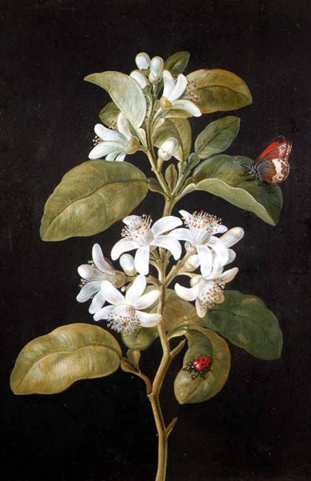 Pear Blossom — Barbara Regina Dietzsch