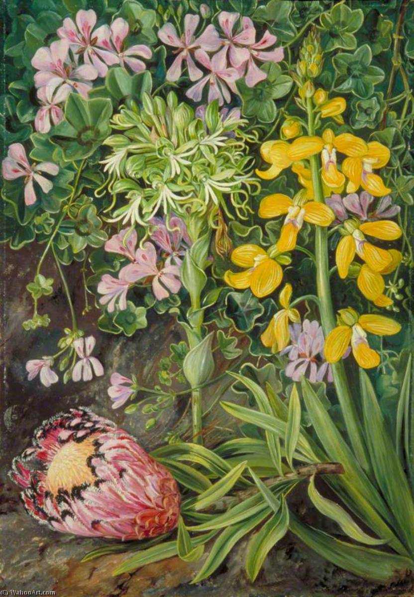 An Old Friend And Its Associates In South Africa — Marianne North