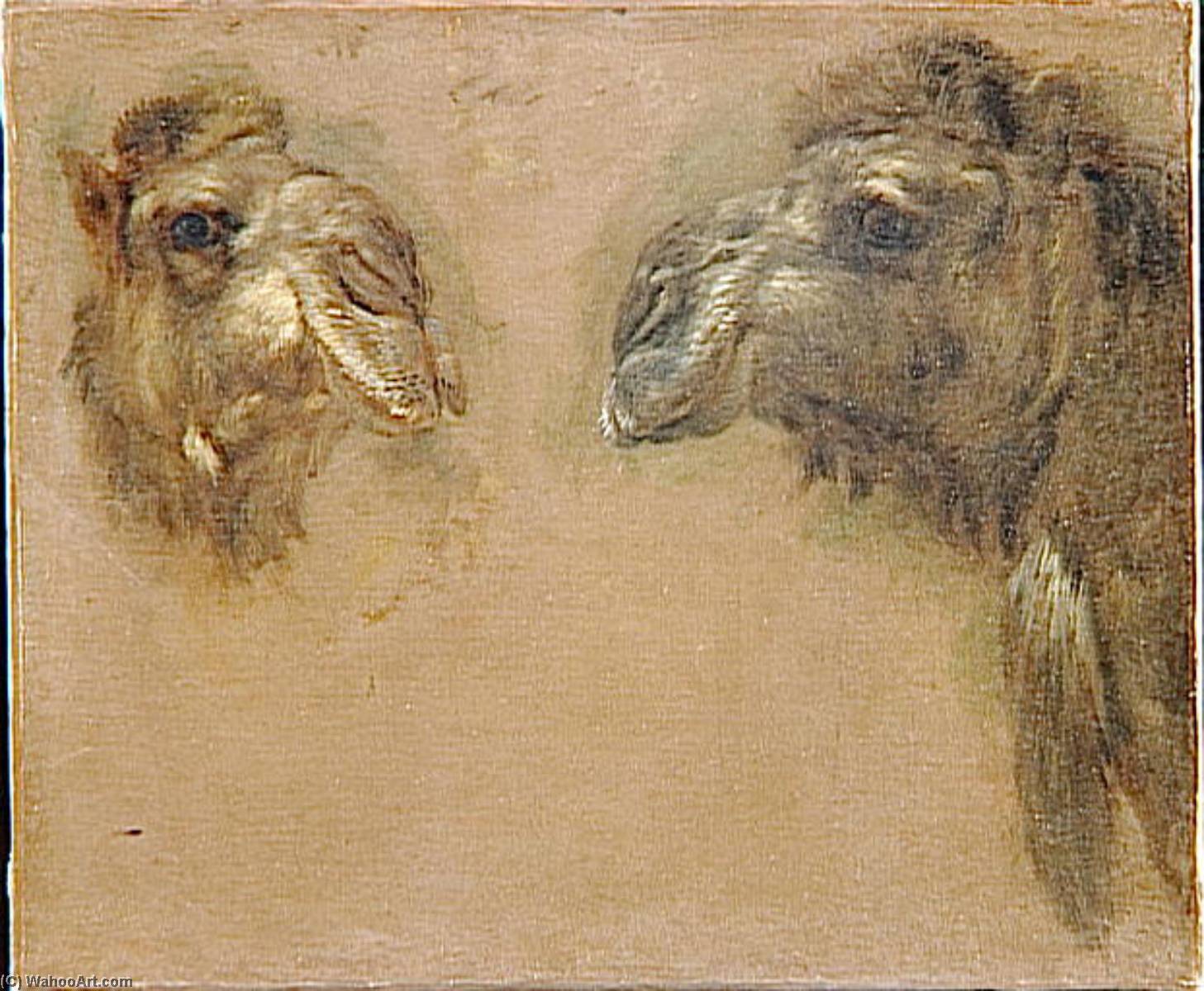 Deux Tetes De Dromadaires — Boel Pieter (boule)