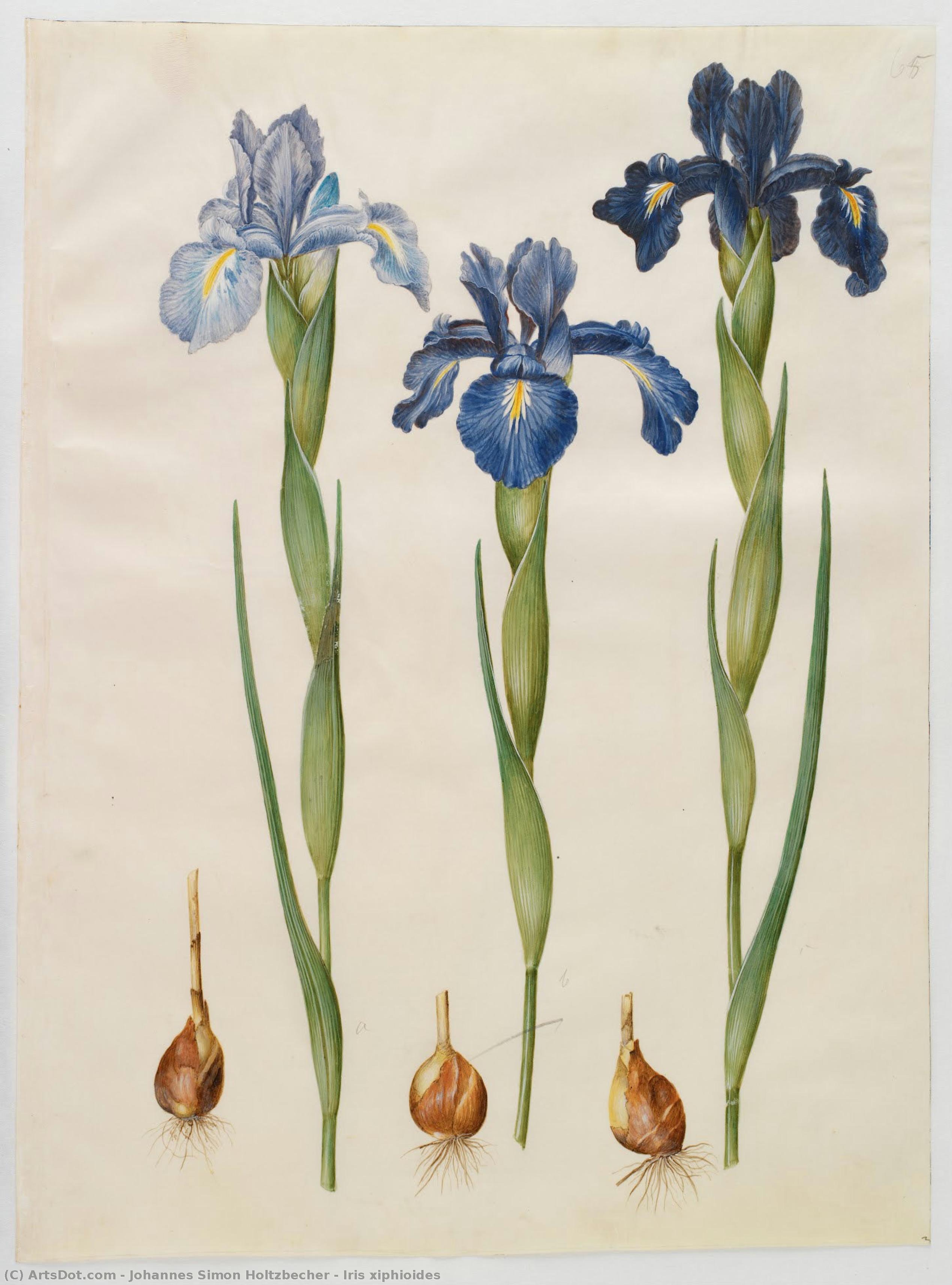 Iris Xiphioides — Йоханнес Симон Хольцбехер