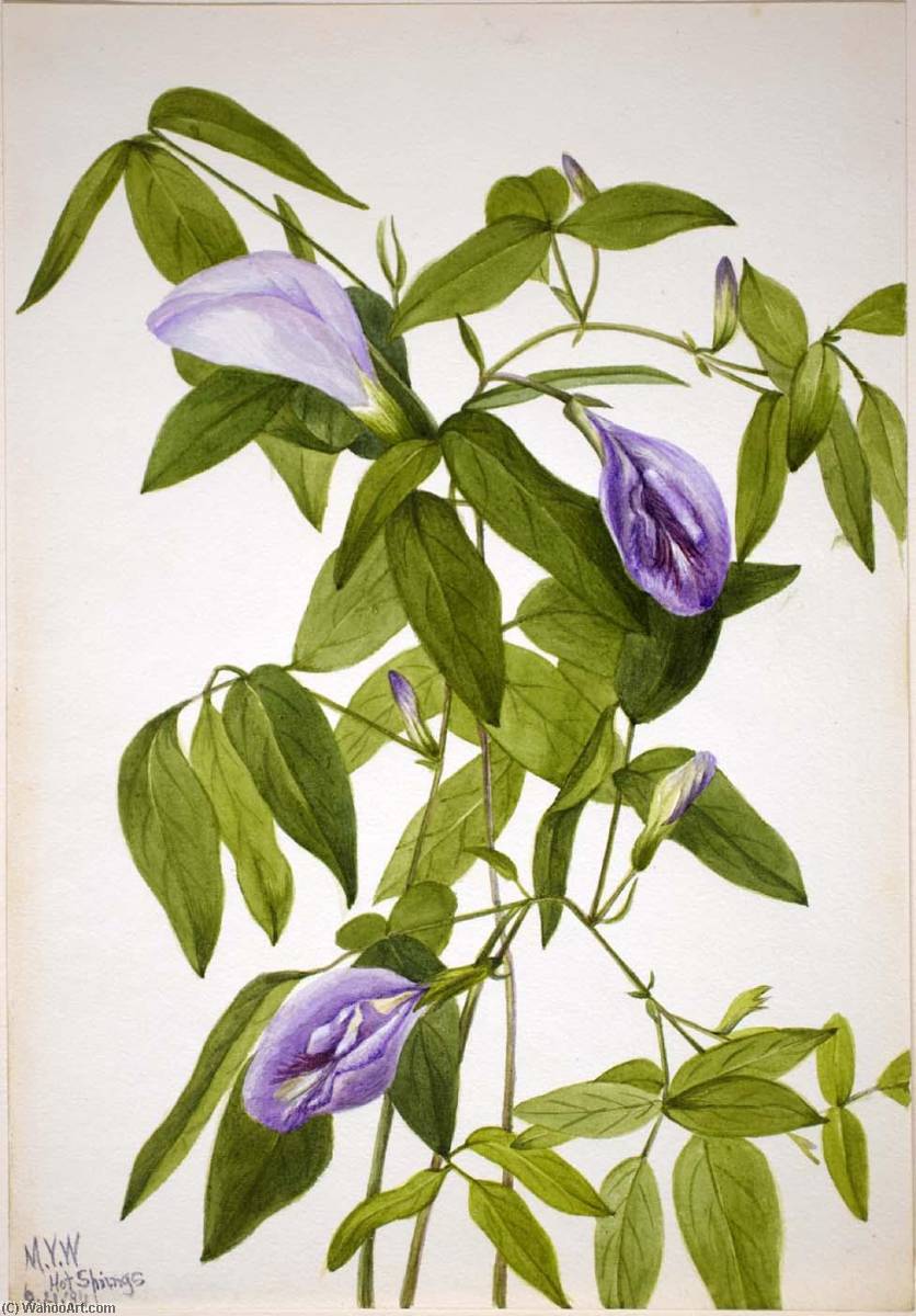 Butterfly Pea (clitoria Mariana) — Mary Vaux Walcott