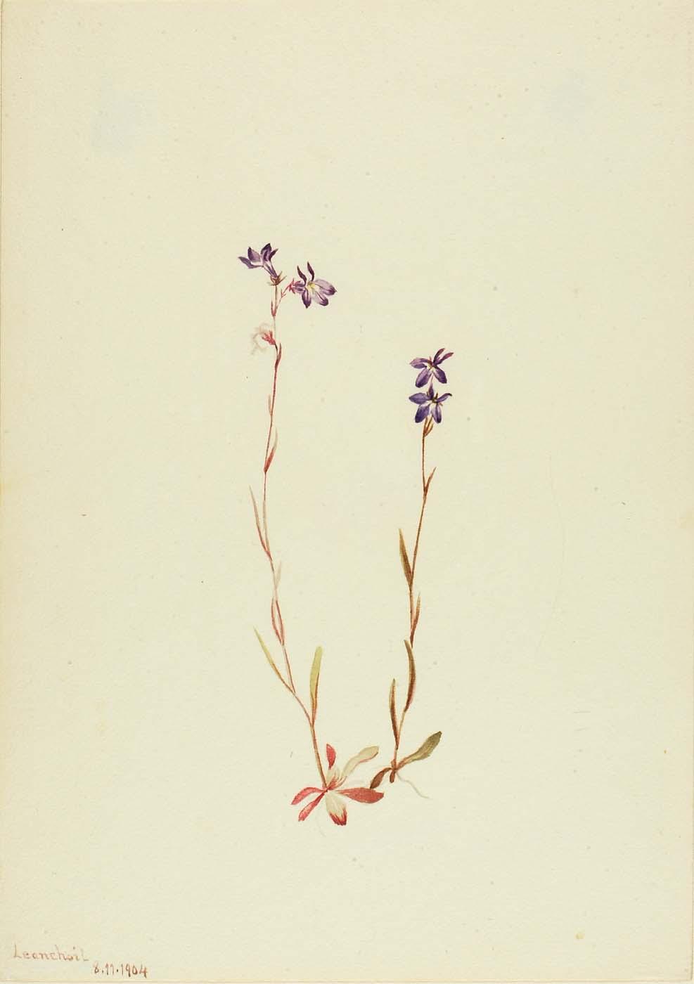 Lobelia Kalmii — Mary Vaux Walcott