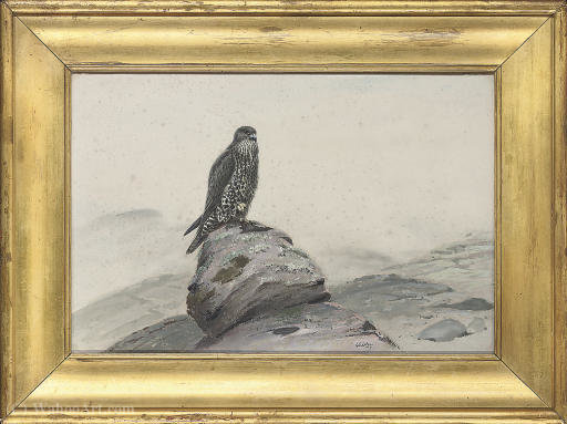 Peregrine Falcon On A Rocky Outcrop — George Edward Lodge