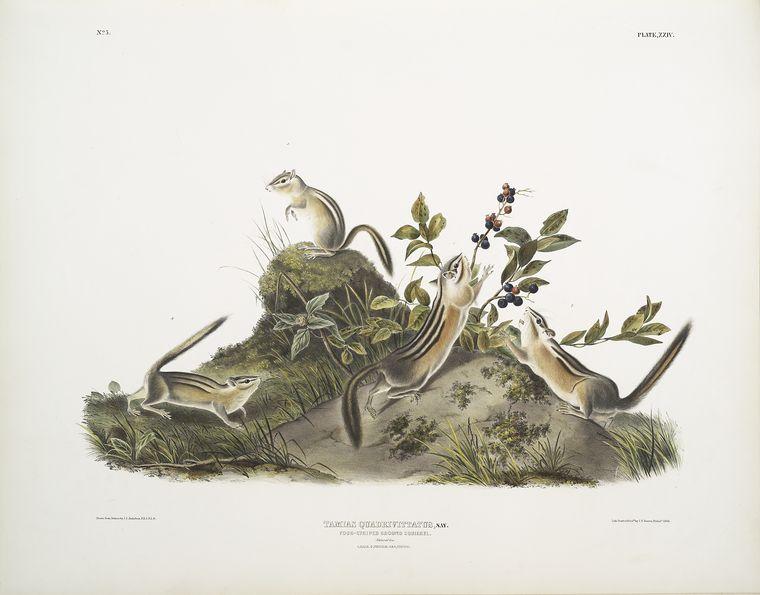 Tamias Quadrivitatus, Four-striped Ground Squirrel. Natural Size. 1. Male, 2. Female, 3 ^ 4. Young — John James Audubon