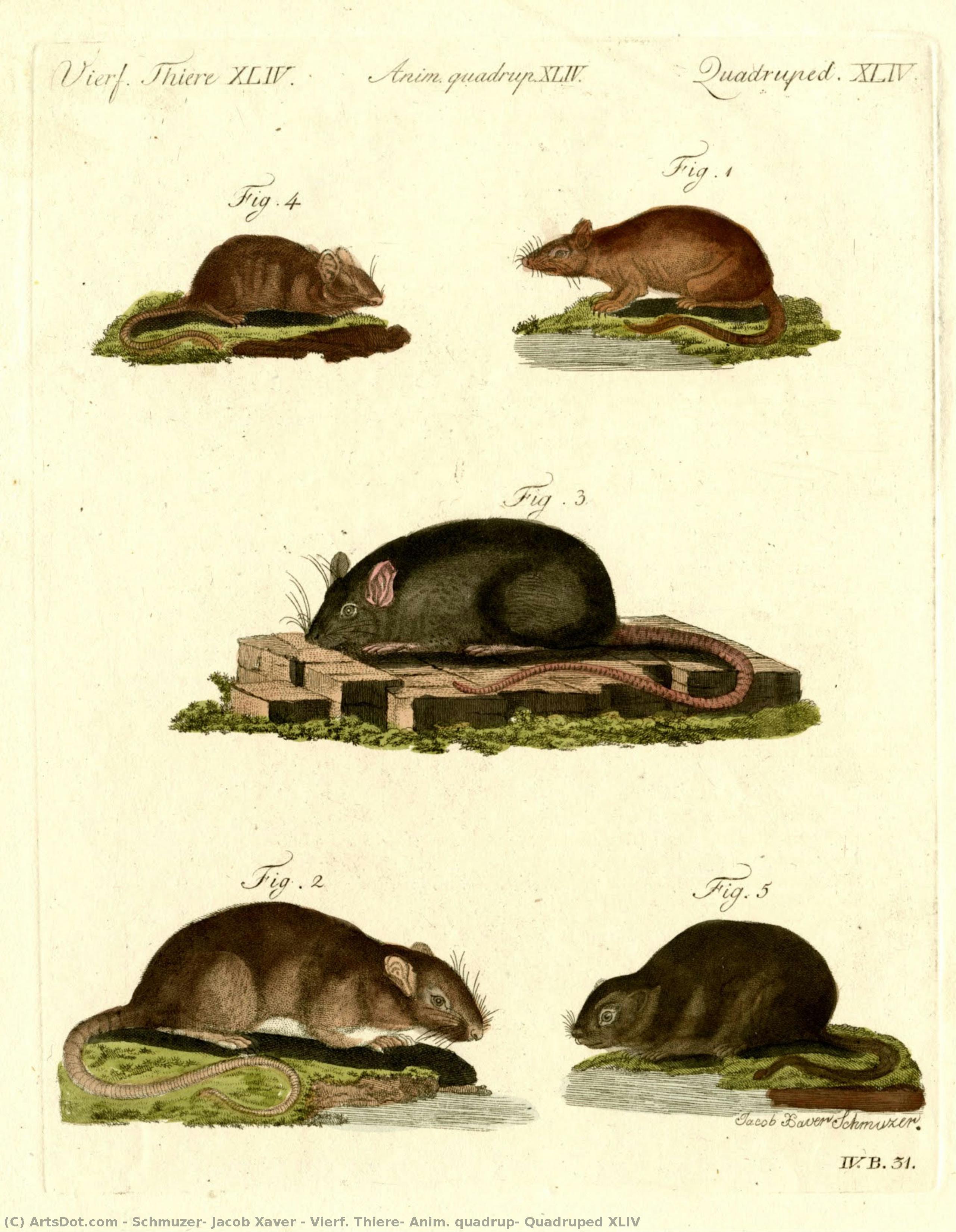 Vierf. Thiere, Anim. Quadrup, Quadruped Xliv — Schmuzer, Jacob Xaver