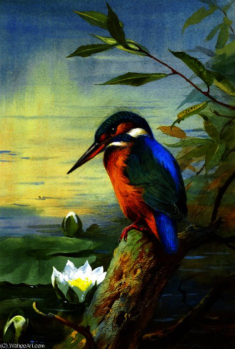 Kingfisher 1 — Archibald Thorburn