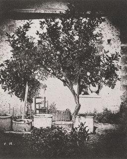 Lemon Tree, Grasse — Шарль Нègre