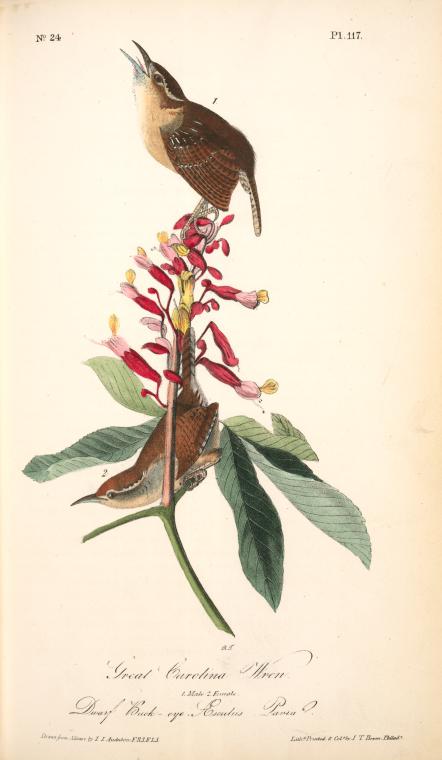 Great Carolina Wren. 1. Male. 2. Female. (dwarf Buck-eye. Æsculus Pavia.) — John James Audubon