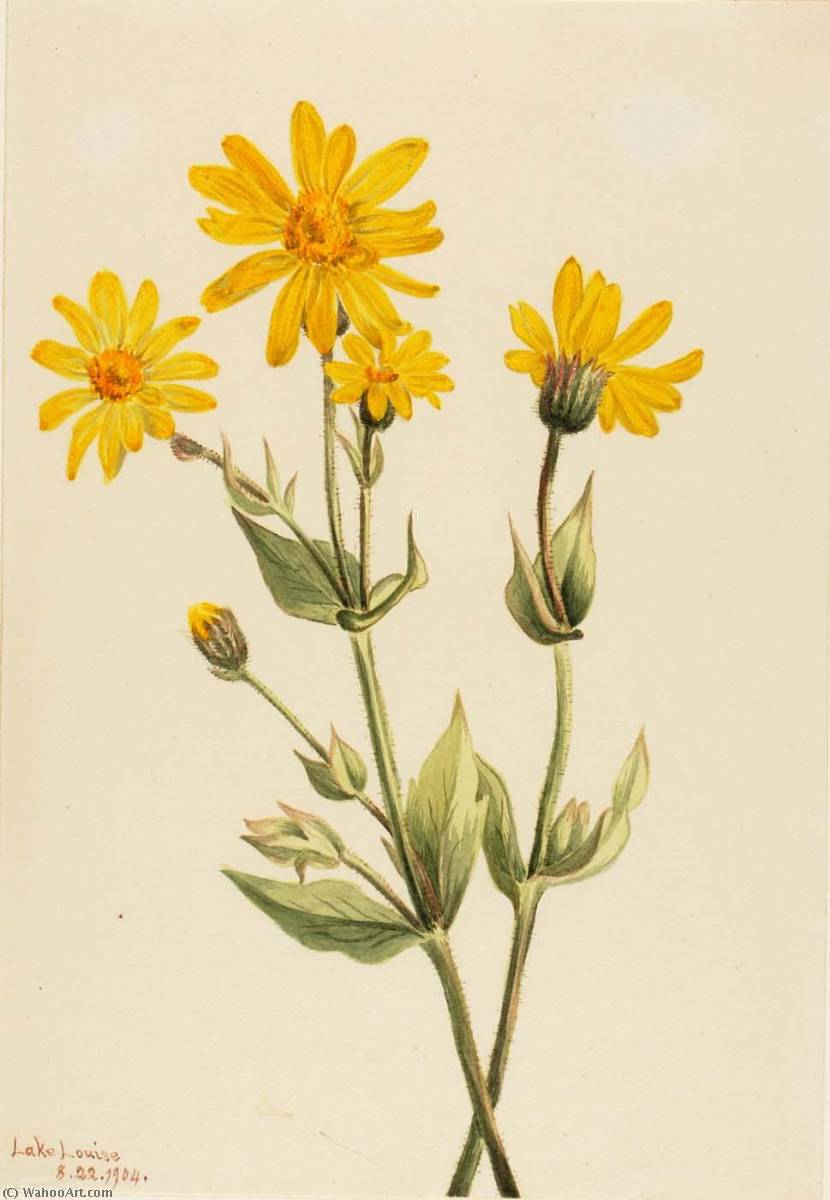 Arnica (arnica Latifolia) — Mary Vaux Walcott