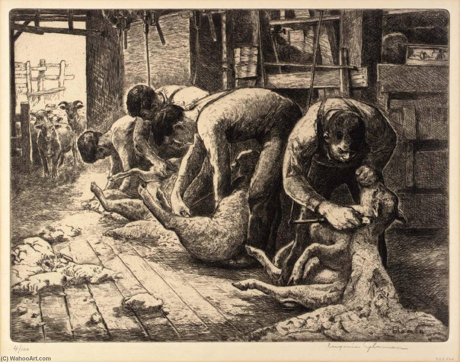 Shearing Sheep — Eugenie Fish Glaman