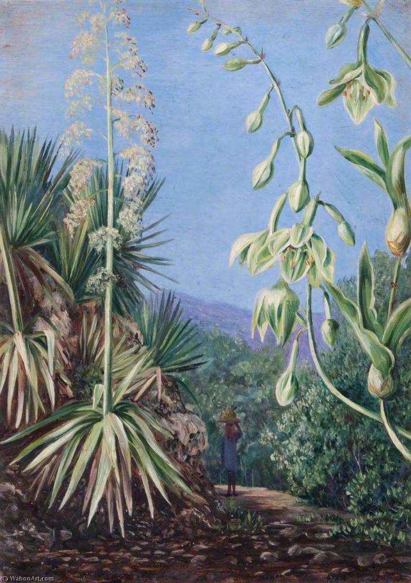 Bergpfad Mit (noch) Unidentifizierten Pflanzen — Marianne North