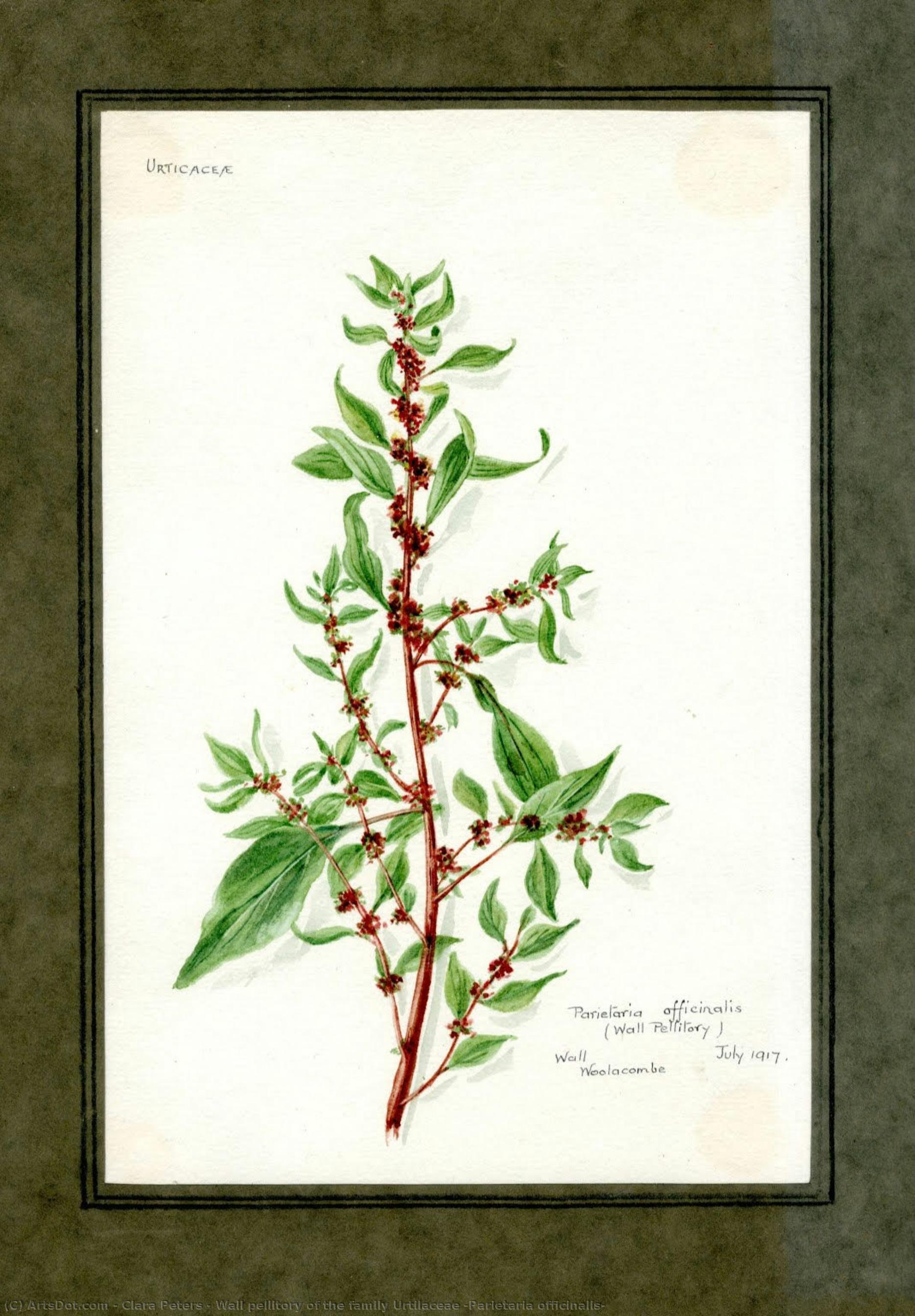 Wall Pellitory Of The Family Urtilaceae (parietaria Officinalis) — Clara Peters