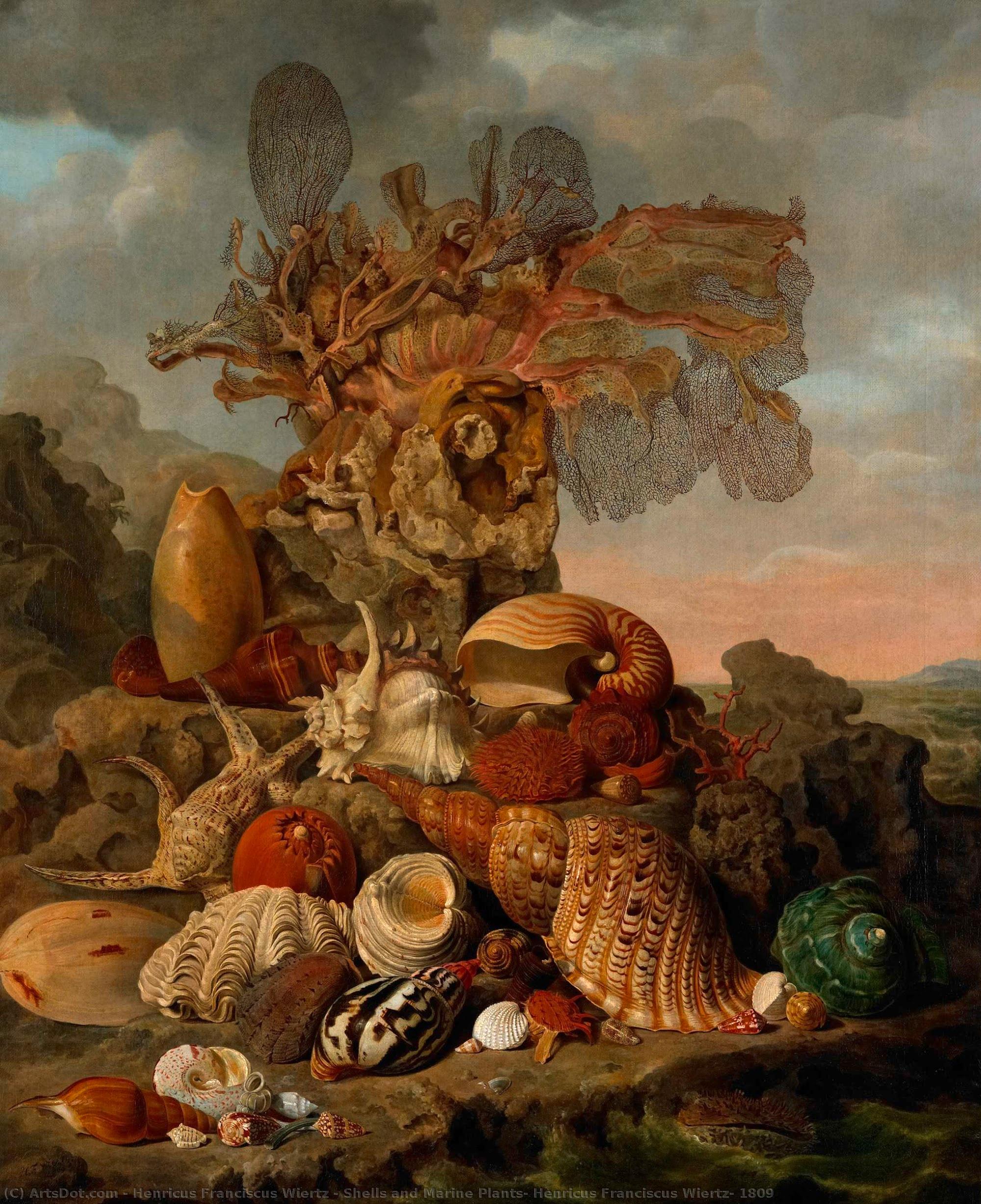Shells And Marine Plants, Henricus Franciscus Wiertz, 1809 — Henricus Franciscus Wiertz