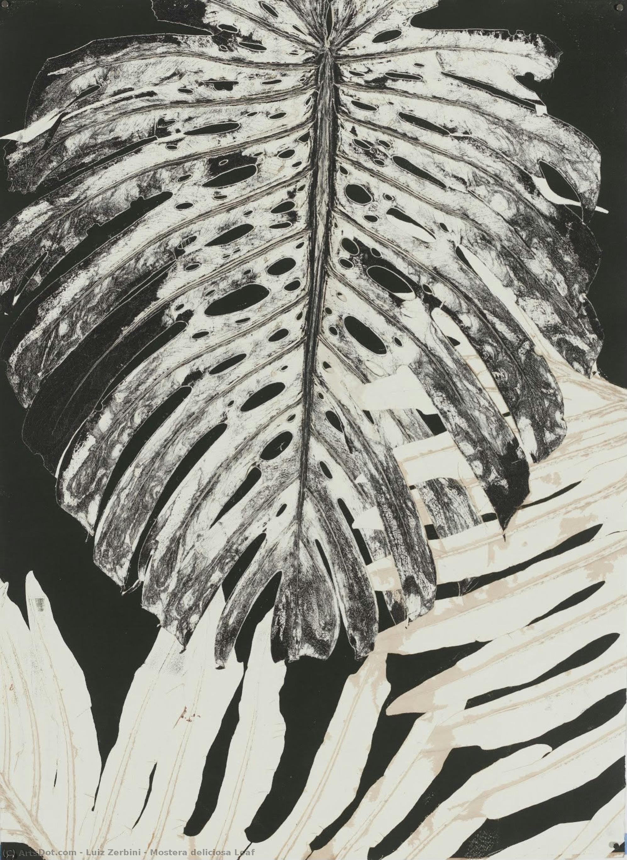 Mostera Deliciosa Leaf — ルイス・ゼルビーニ
