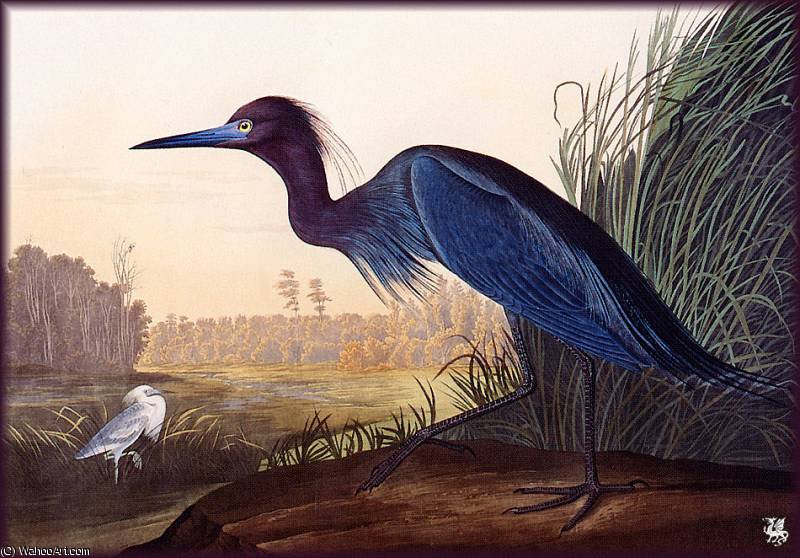 Blue Crane Jeron — ジョン・ジェームズ・オーデュボン