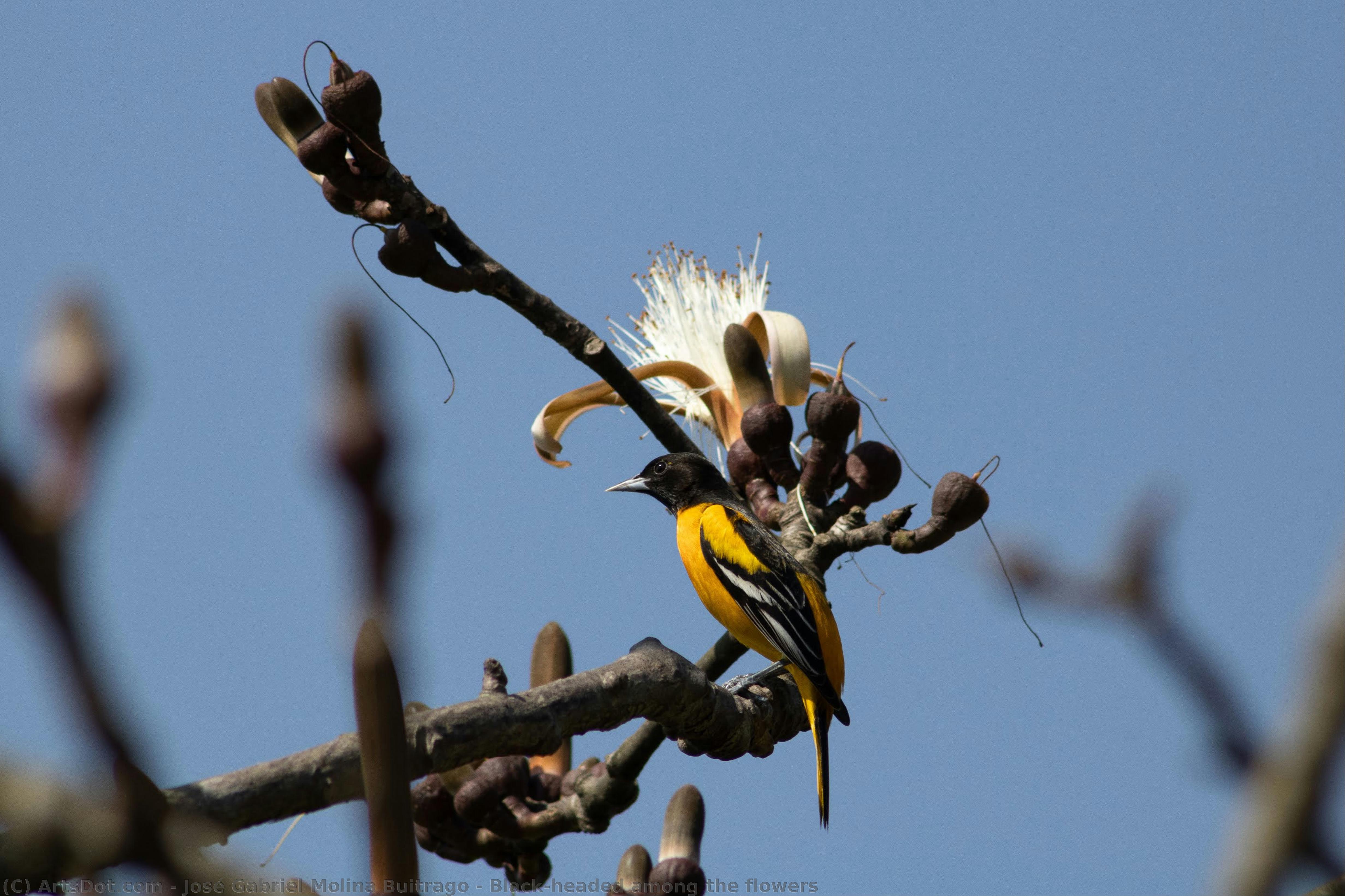 Black-headed Among The Flowers — José Gabriel Molina Buitrago