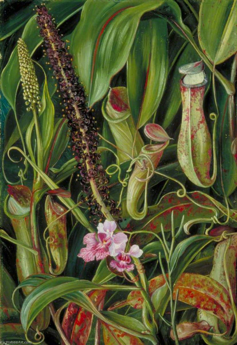 Foliage, Pitchers And Flowers Of A Bornean Pitcher Plant, And An Orchid — Marianne North