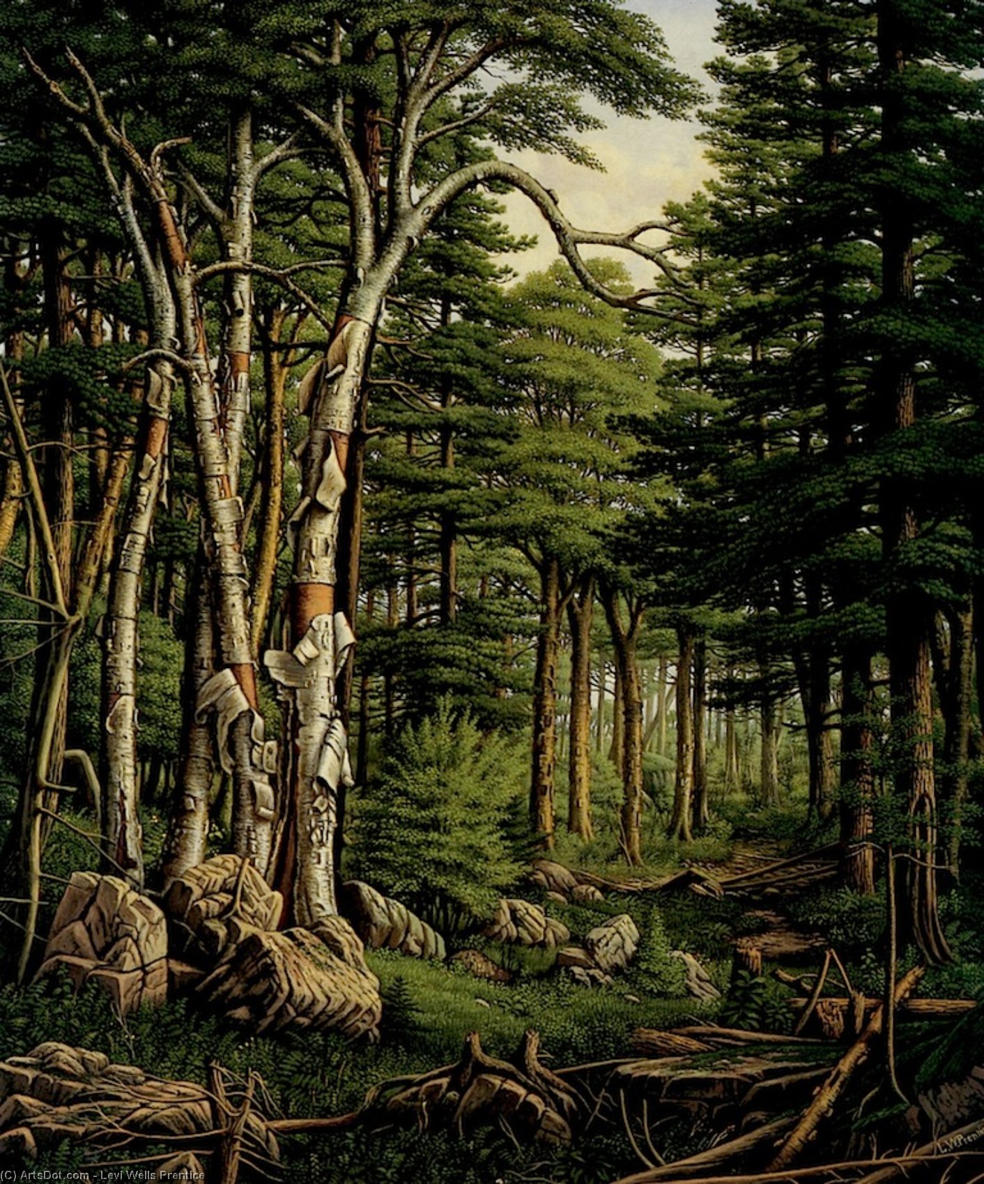 White Birches Of The Racquette [sie] — Levi Wells Prentice
