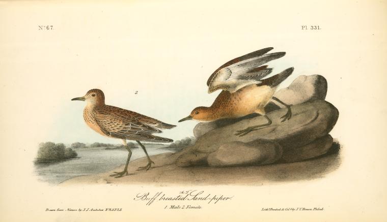Buff-breasted Sandpiper. 1.male. 2. Female — John James Audubon