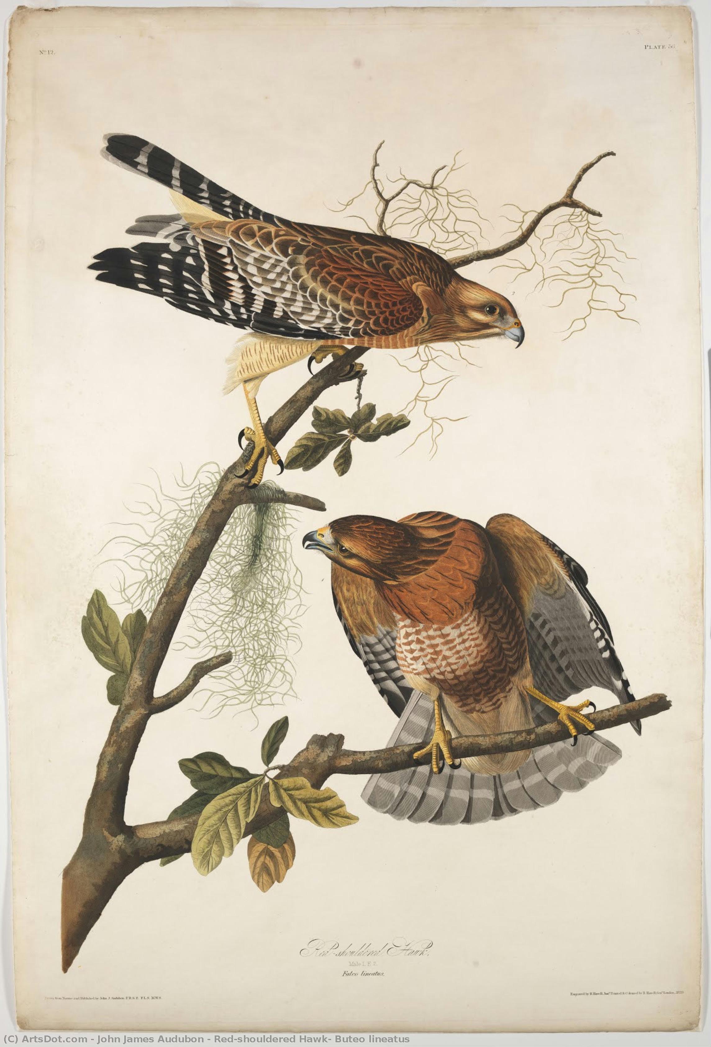 Red-shouldered Hawk, Buteo Lineatus — Джон Джеймс Одюбон