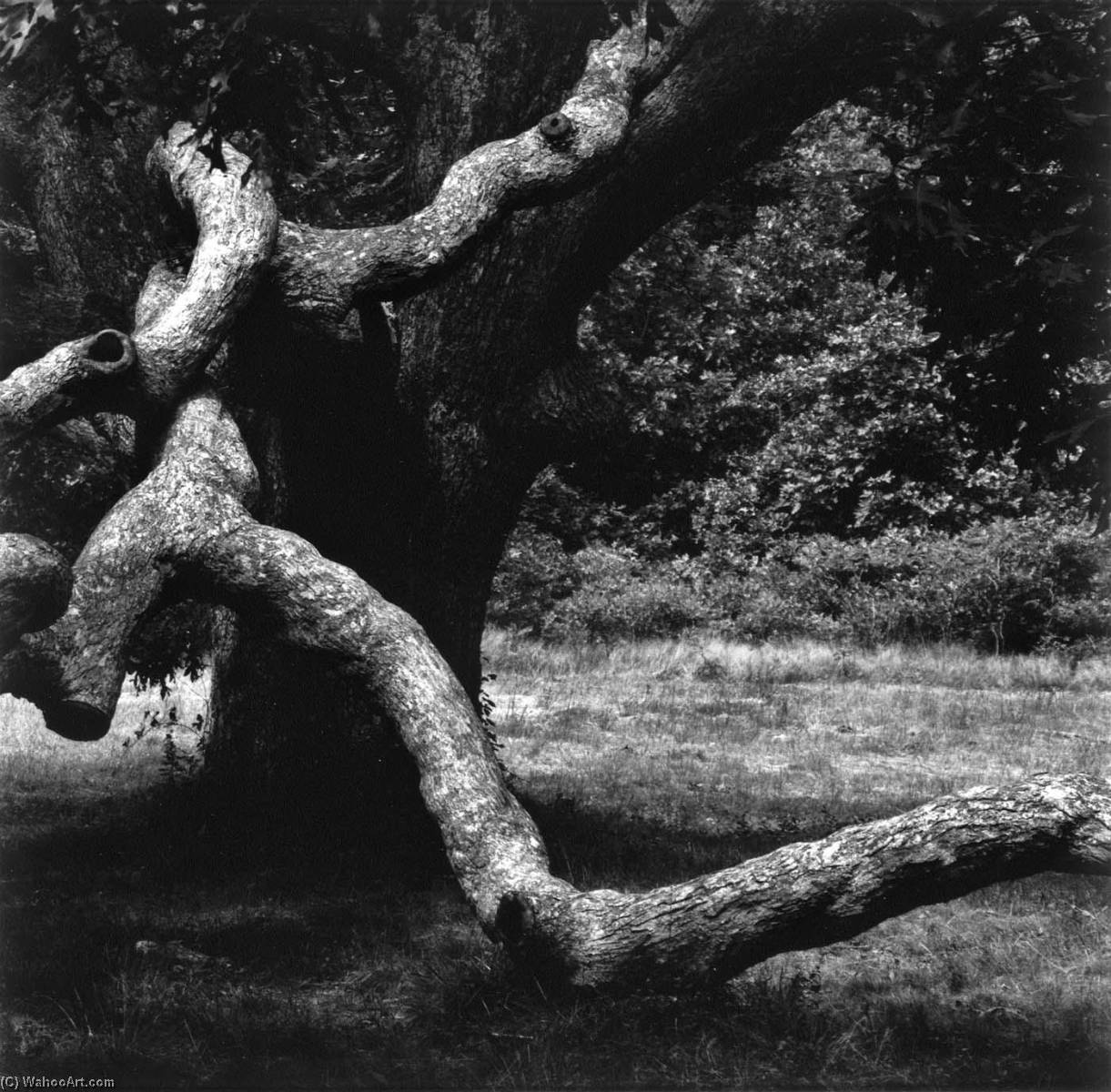 The Tree, Martha's Vineyard — Аарон Сиккинд
