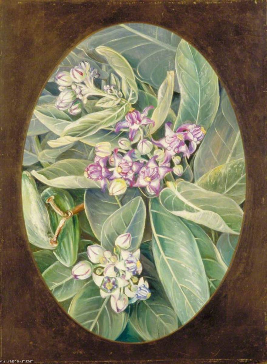 The Akunda Or Muda — Marianne North