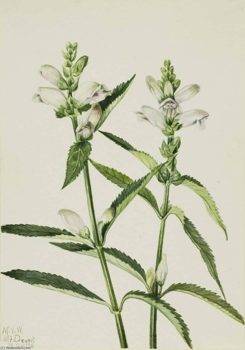 Turtlehead (chelone Glabra) — Mary Vaux Walcott