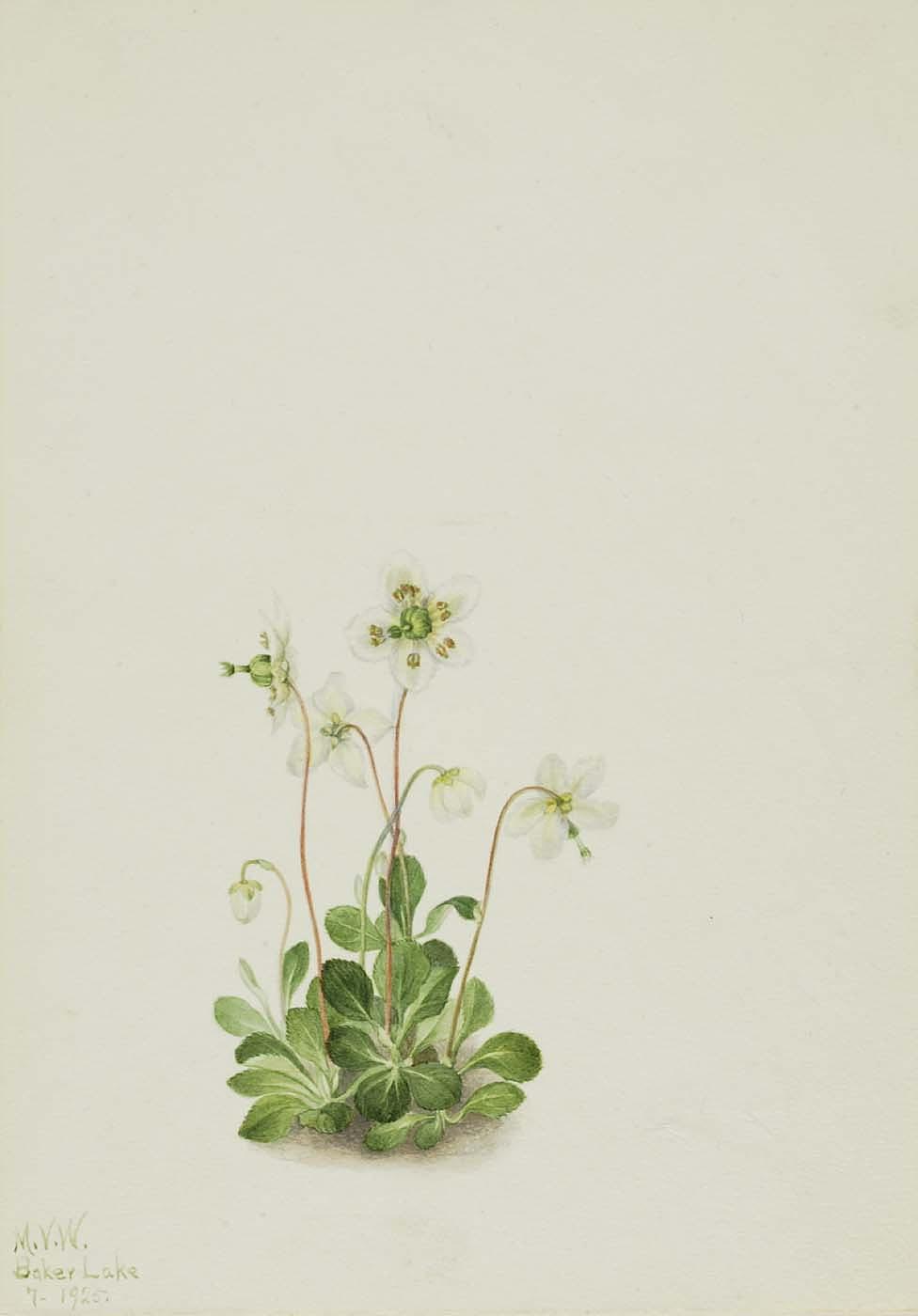 Wood Nymph (moneses Uniflora) — Mary Morris Vaux Walcott