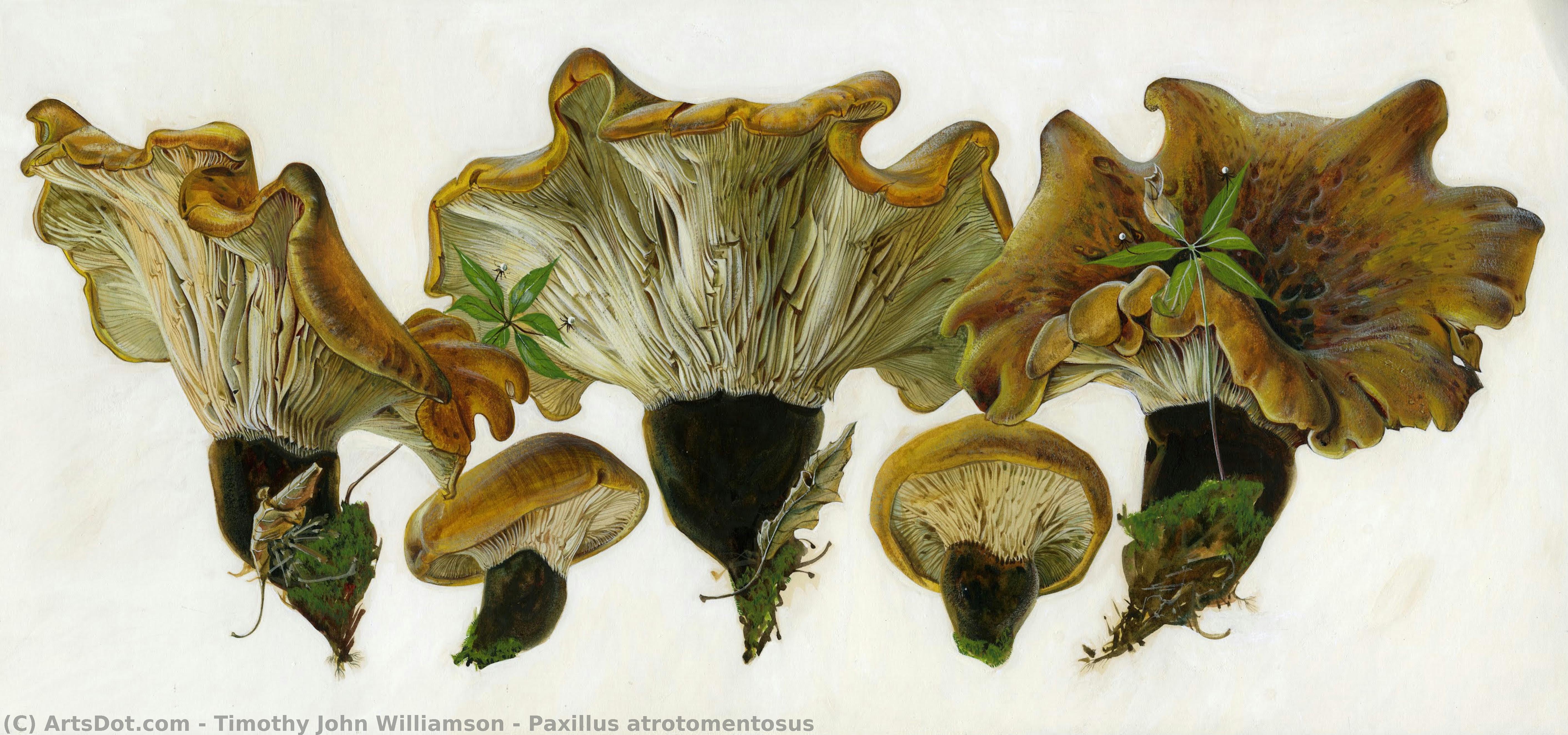 Paxillus Atrotomentosus — Тимофей Джон Уильямсон