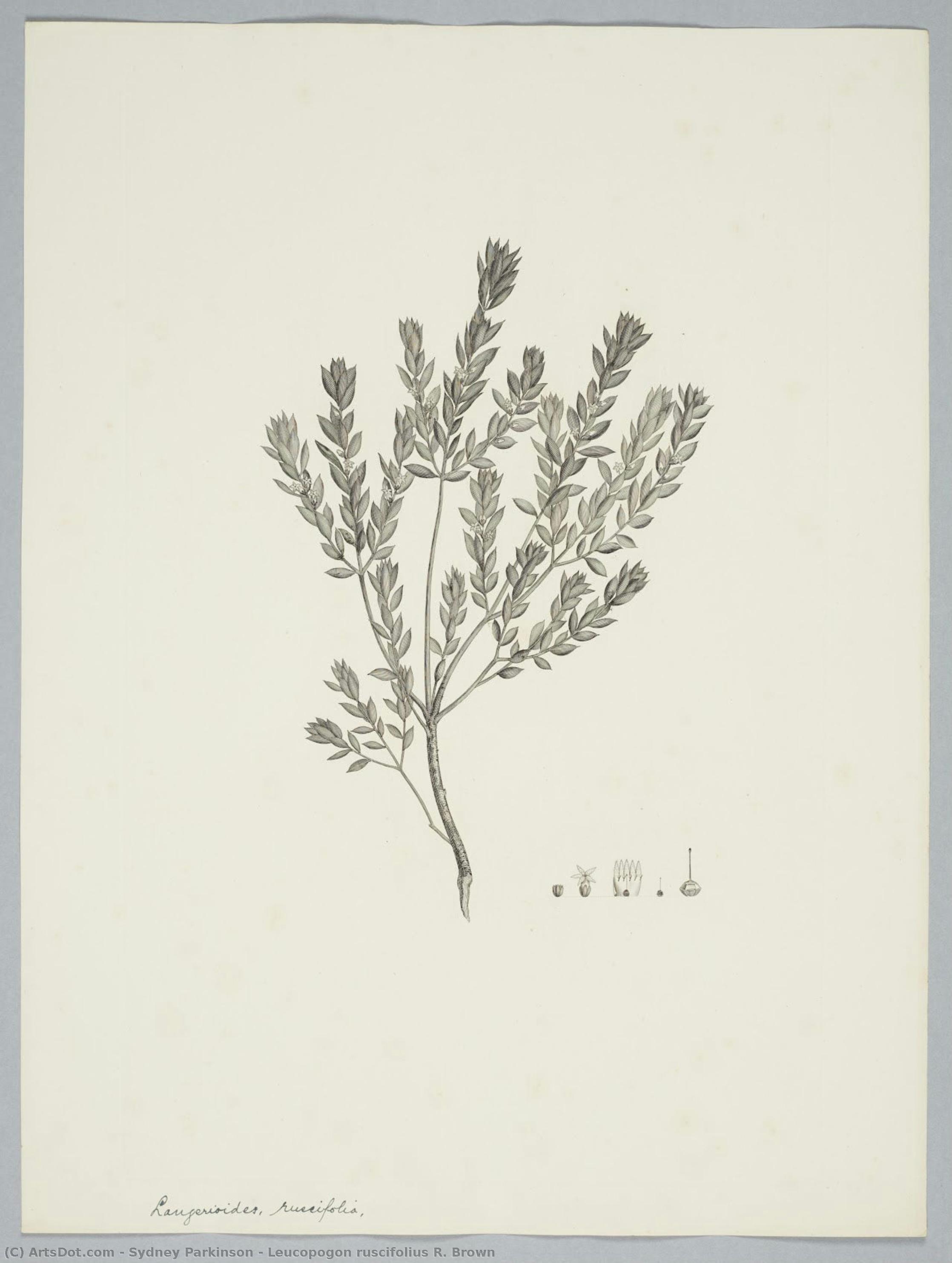 Leucopogon Ruscifolius R. Brown — Sydney Parkinson
