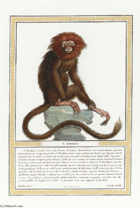 Storia Naturale Delle Scimie - Eight Plates — Nicolas Henri Jacob