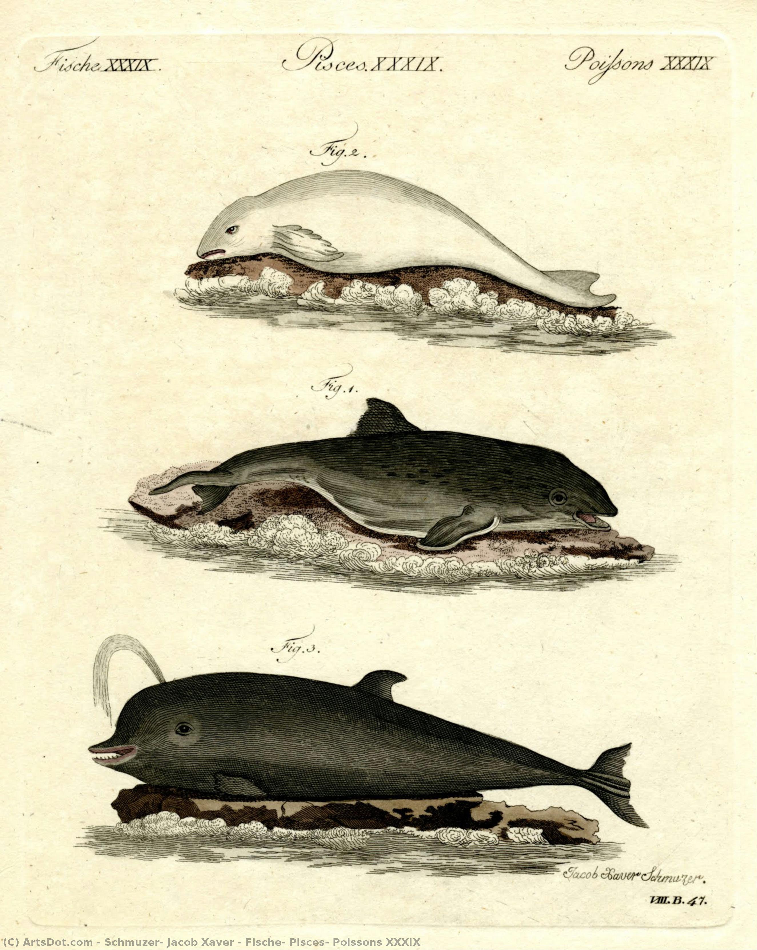 Fische, Pisces, Poissons Xxxix — Schmuzer, Jacob Xaver