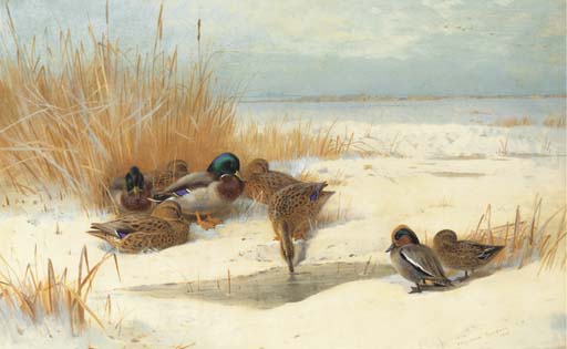 Mallard And Teal In The Snow — Archibald Thorburn