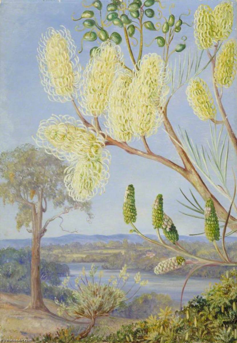 Zweig Einer Grevillea Und Ein Blick Auf Den Swan River, Westaustralien — Marianne North