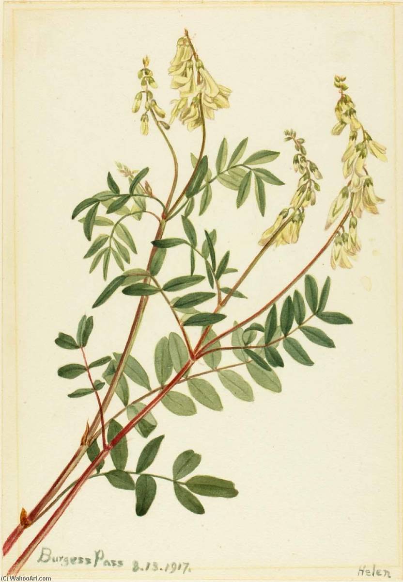 Hedysarum (hedysarum Sulphurescens) — Mary Vaux Walcott