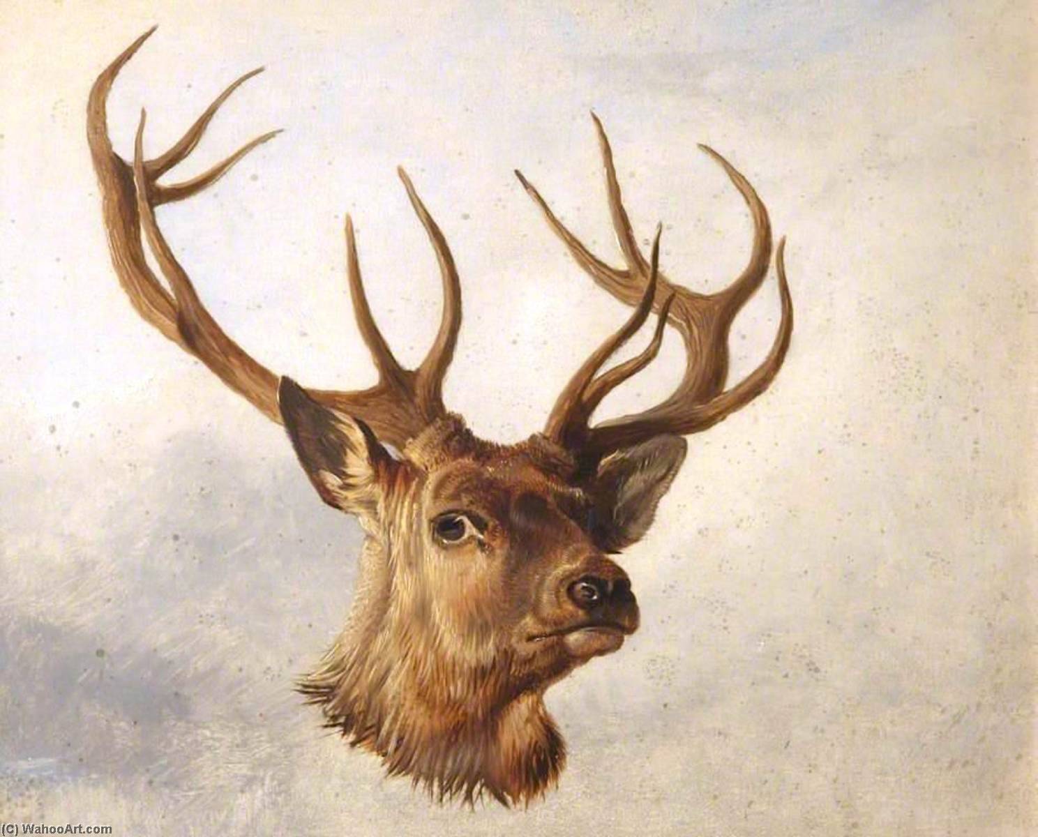 Head Of A Stag (three Quarter Profile) — Richard Ansdell