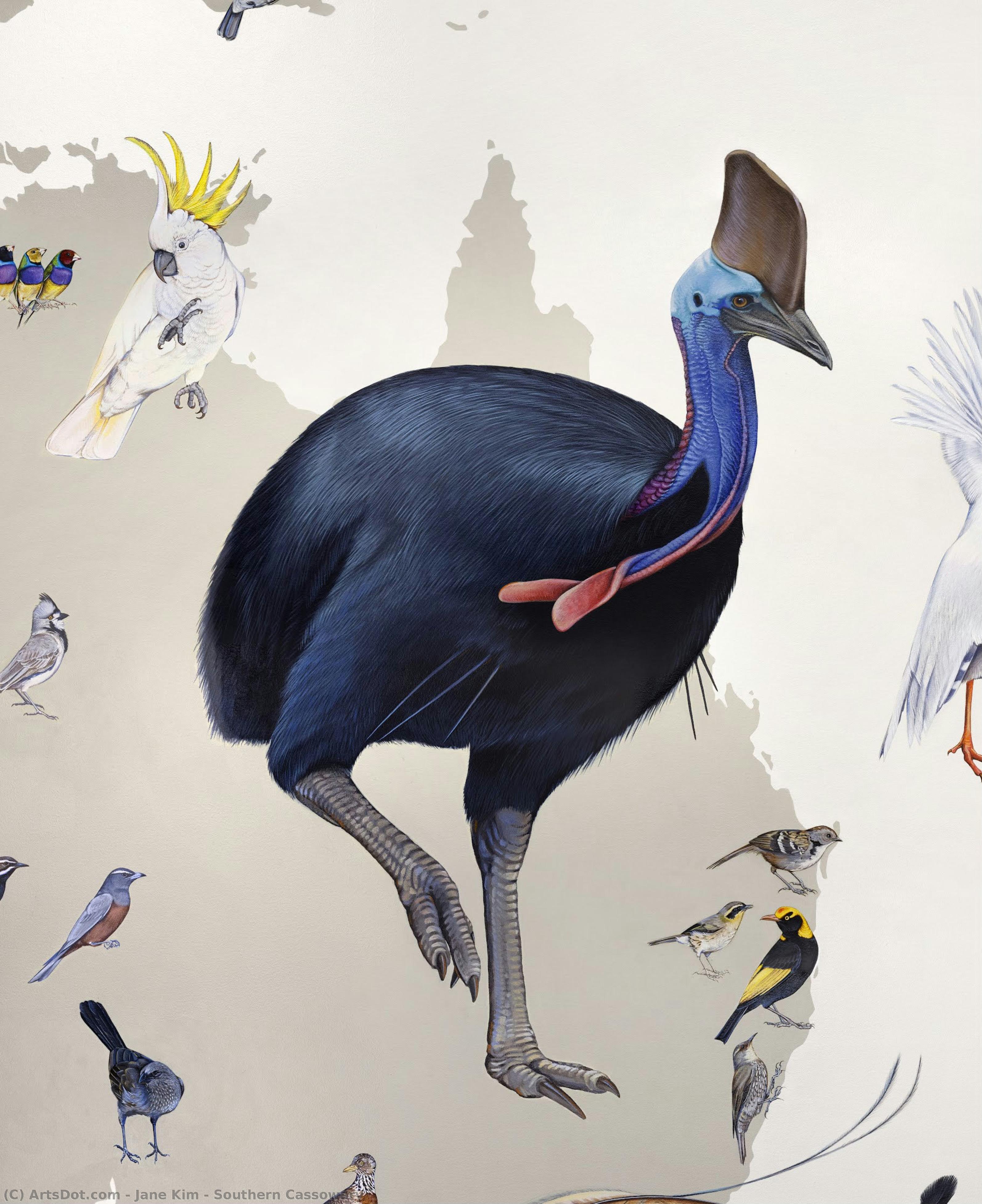 Southern Cassowary — ジェーン・キム