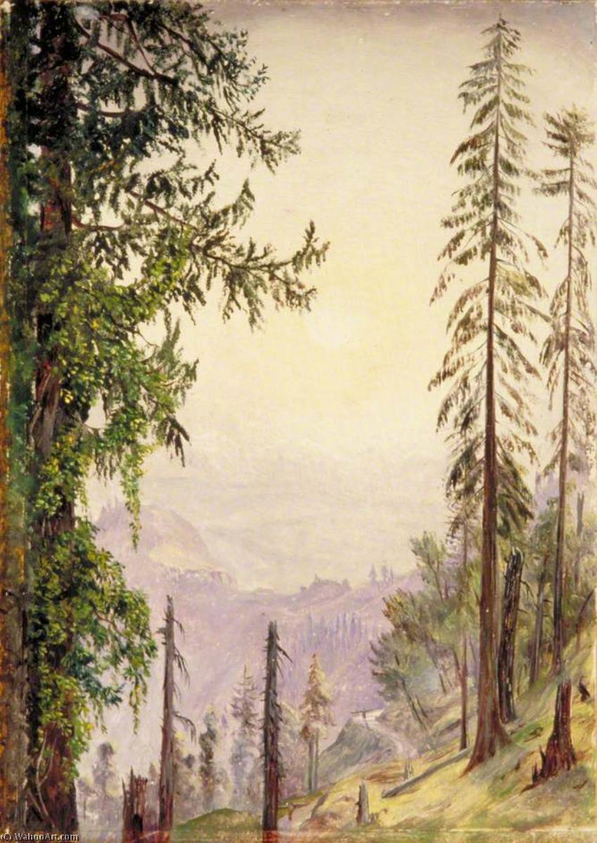 Amanecer Entre Los Pinos Cerca De Fagoo En El Himalaya — Marianne North