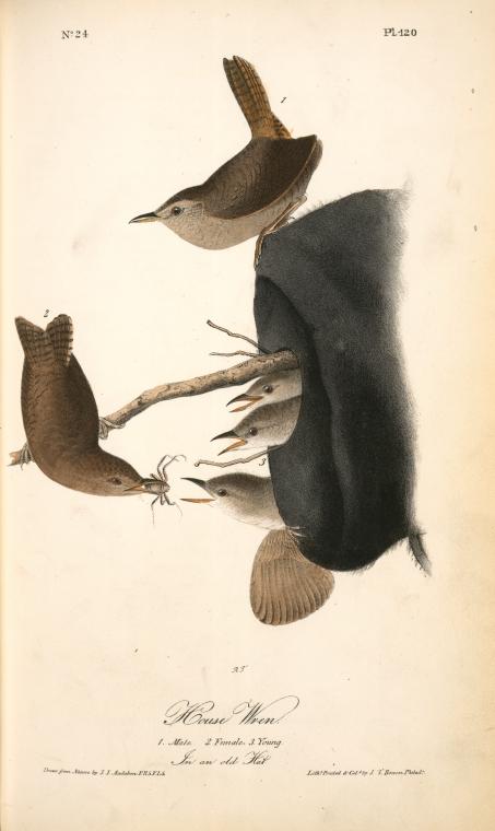 House Wren. 1. Male. 2. Female. 3. Young. (in An Old Hat.) — John James Audubon