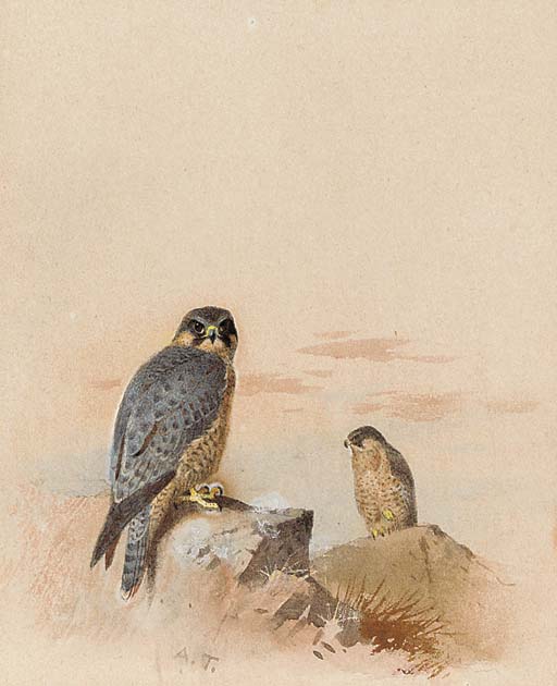 Peregrine Falcons In A Rocky Landscape — Archibald Thorburn