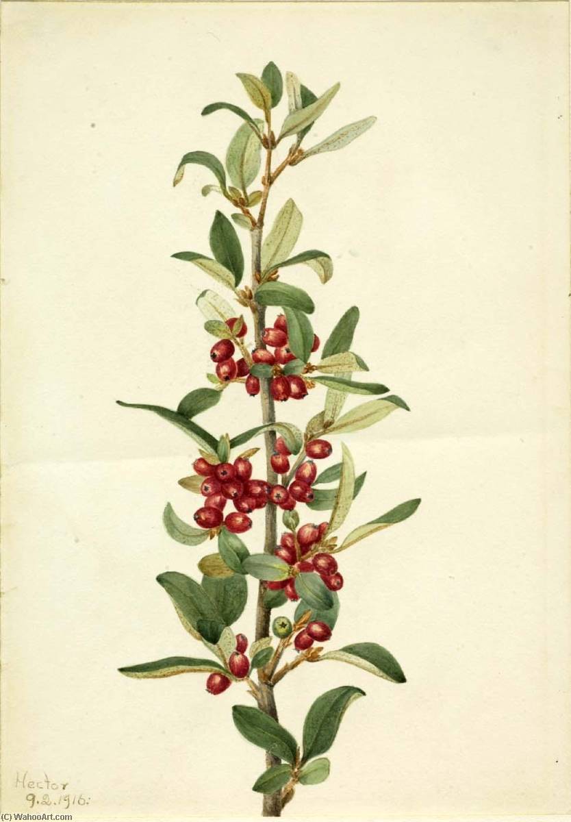Canada Buffaloberry (lepargyrea Canadensis) — Mary Vaux Walcott