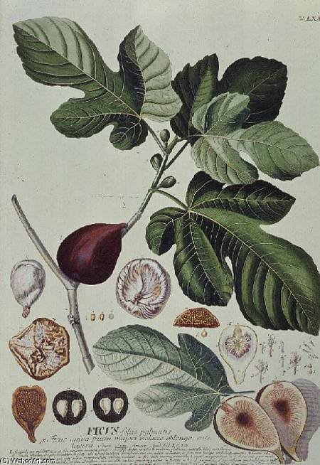 Ficus (fig) — Georg Dionysius Ehret