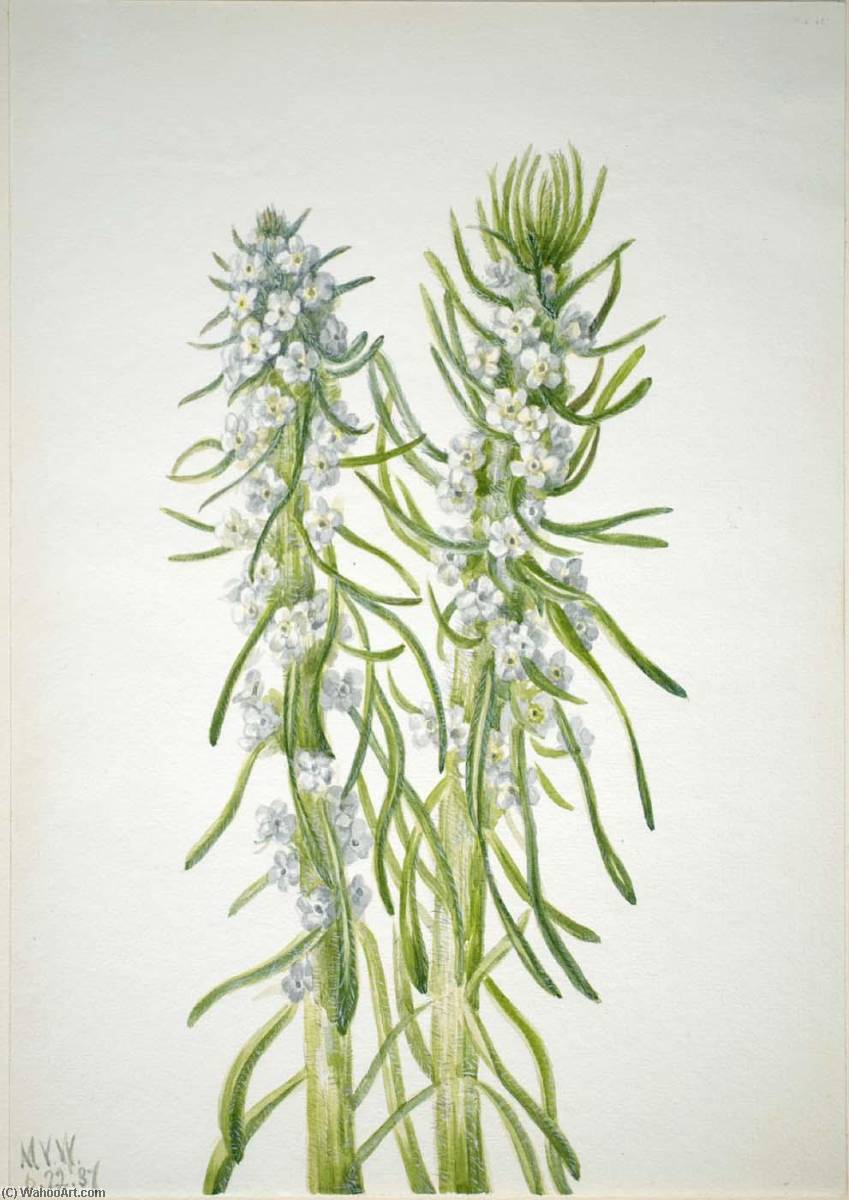 Miner's Candle (oreocarya Virgata) — Mary Vaux Walcott