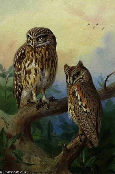Little Owl And Scops Owl — Archibald Thorburn